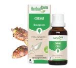 Orme (Ulmus Campestris) bourgeon, BIO, 30&nbsp;ml